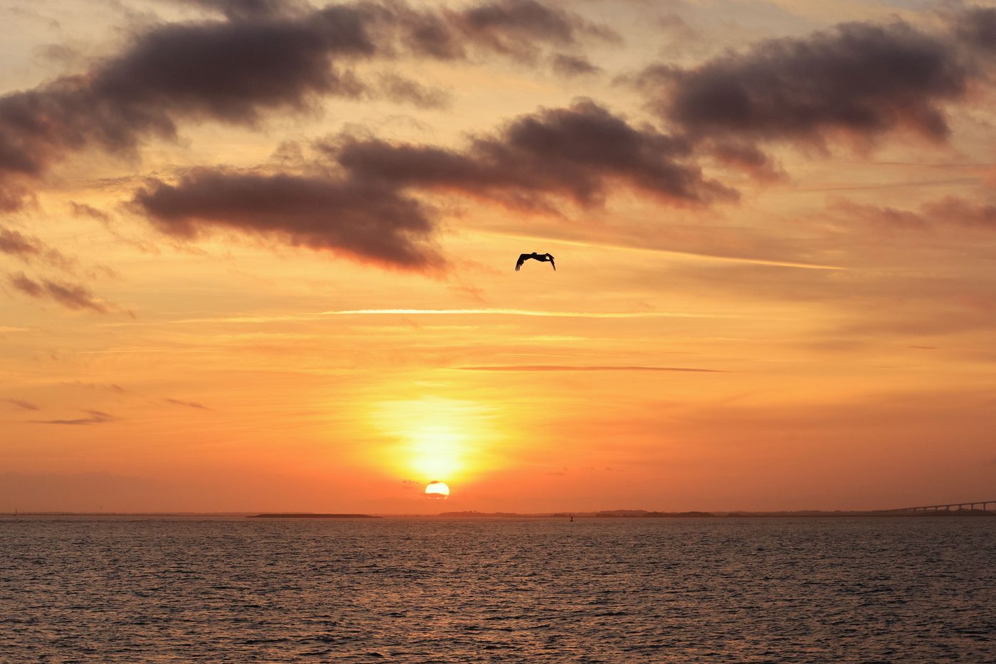 Pelican over a golden St. Simons sunset