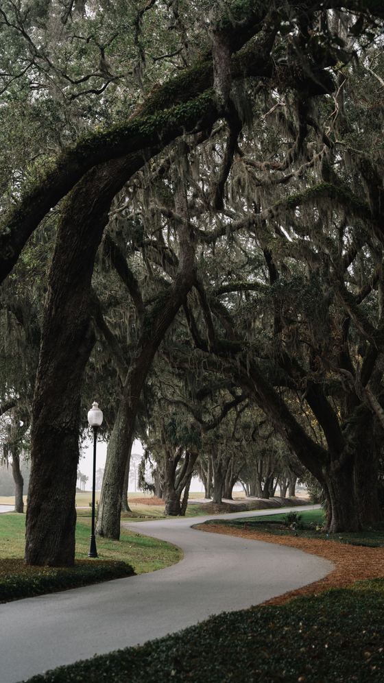 Avenue of live oaks with Spanish moss