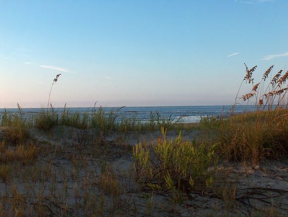 Sea oats on a coastal dune