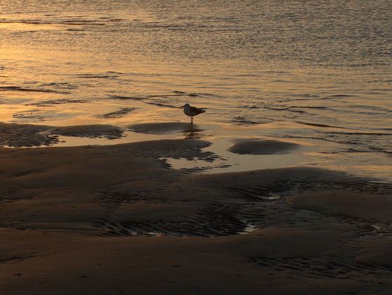 A sandpiper on the tidal flats at golden hour